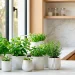 Wide view of a minimalist kitchen with several white ceramic herb pots on a sunlit windowsill.