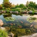 A massive natural backyard ecosystem pond with crystal clear water boulders water lilies and koi fish under morning sun