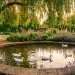 Whimsical cottagecore backyard featuring a scenic duck pond with wildflowers and a rustic duck house.