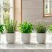 Five fresh minimalist herbs in sleek matte white ceramic pots on a modern marble kitchen counter bathed in natural sunlight.