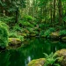 Wide view of an emerald green backyard pond surrounded by a lush forest sanctuary with ferns and rocks.