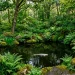 A serene shaded woodland fish pond surrounded by deep green ferns and mossy rocks.