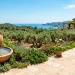 Large terracotta pot patio pond in a sunlit Mediterranean garden with olive trees and lavender.
