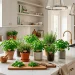 Beautiful kitchen counter filled with lush indoor herb garden kits in the morning sunlight