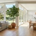 Large Ficus Audrey tree decorating a bright, open-concept modern living room