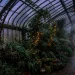 Spooky Victorian greenhouse decorated for Halloween with dark plants and glowing fairy lights