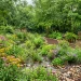 Beautiful blooming rain garden with native plants managing stormwater runoff in a residential backyard